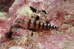 Notoclinops segmentatus