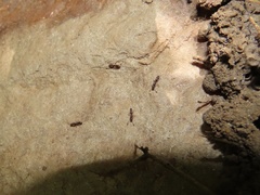 Ponera pennsylvanica