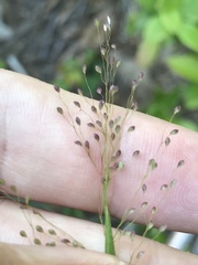 Dichanthelium dichotomum