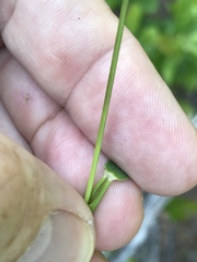 Dichanthelium dichotomum