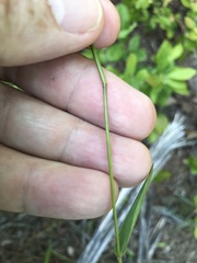 Dichanthelium dichotomum