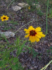 Coreopsis basalis