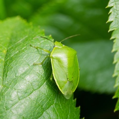 Glaucias subpunctatus