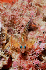Notoclinops segmentatus