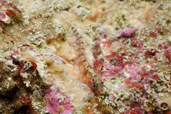Notoclinops segmentatus