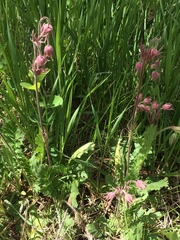 Geum triflorum