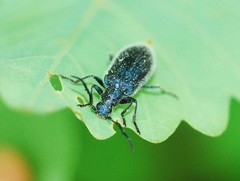 Cerogria janthinipennis