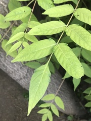 Ailanthus altissima