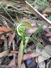 Pterostylis grandiflora