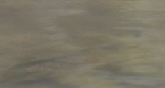 Micropterus dolomieu