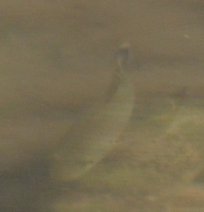 Micropterus dolomieu