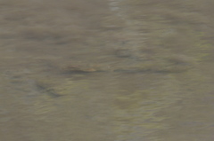 Hypentelium nigricans