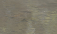 Hypentelium nigricans