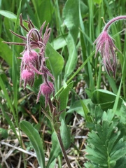 Geum triflorum
