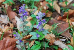 Ajuga multiflora