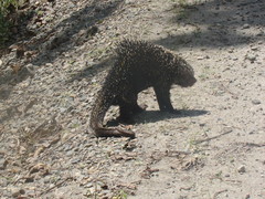 Coendou longicaudatus