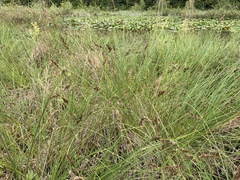 Carex cusickii