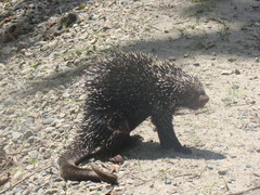 Coendou longicaudatus