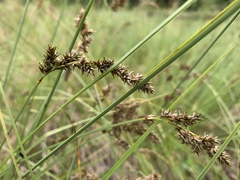Carex cusickii