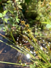 Carex echinata echinata
