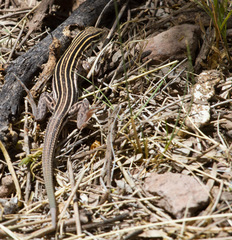 Aspidoscelis uniparens