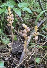 Corallorhiza striata vreelandii