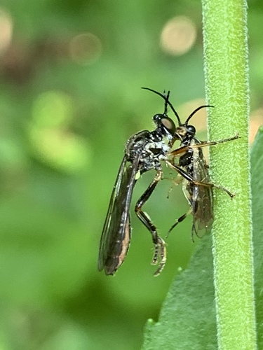 Stripe-legged Robber Fly photo 5