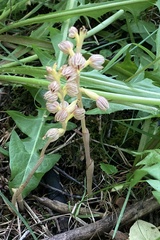 Corallorhiza striata vreelandii