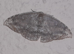 Uraniidae