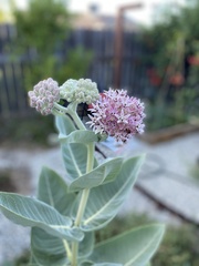 Asclepias speciosa