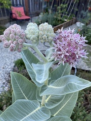Asclepias speciosa