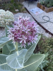 Asclepias speciosa
