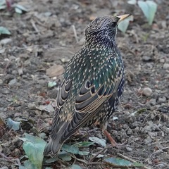 Sturnus vulgaris