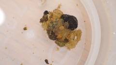 Glossosoma