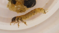 Glossosoma