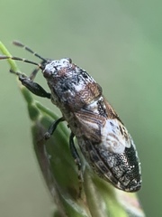 Pachygronthidae
