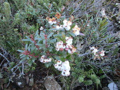 Gaultheria hispida