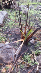 Phormium