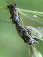 Phlegyas abbreviatus