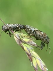 Phlegyas abbreviatus