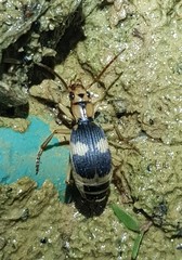 Pheropsophus jessoensis