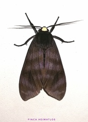 Pachydota