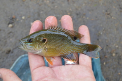 Lepomis cyanellus