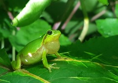 Hyla japonica