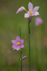 Olsynium douglasii