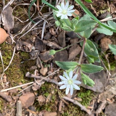 Stellaria pubera