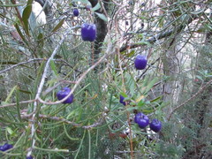 Billardiera longiflora