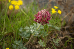 Trifolium macrocephalum