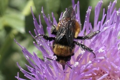 Anthophora bomboides