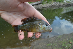 Lepomis cyanellus